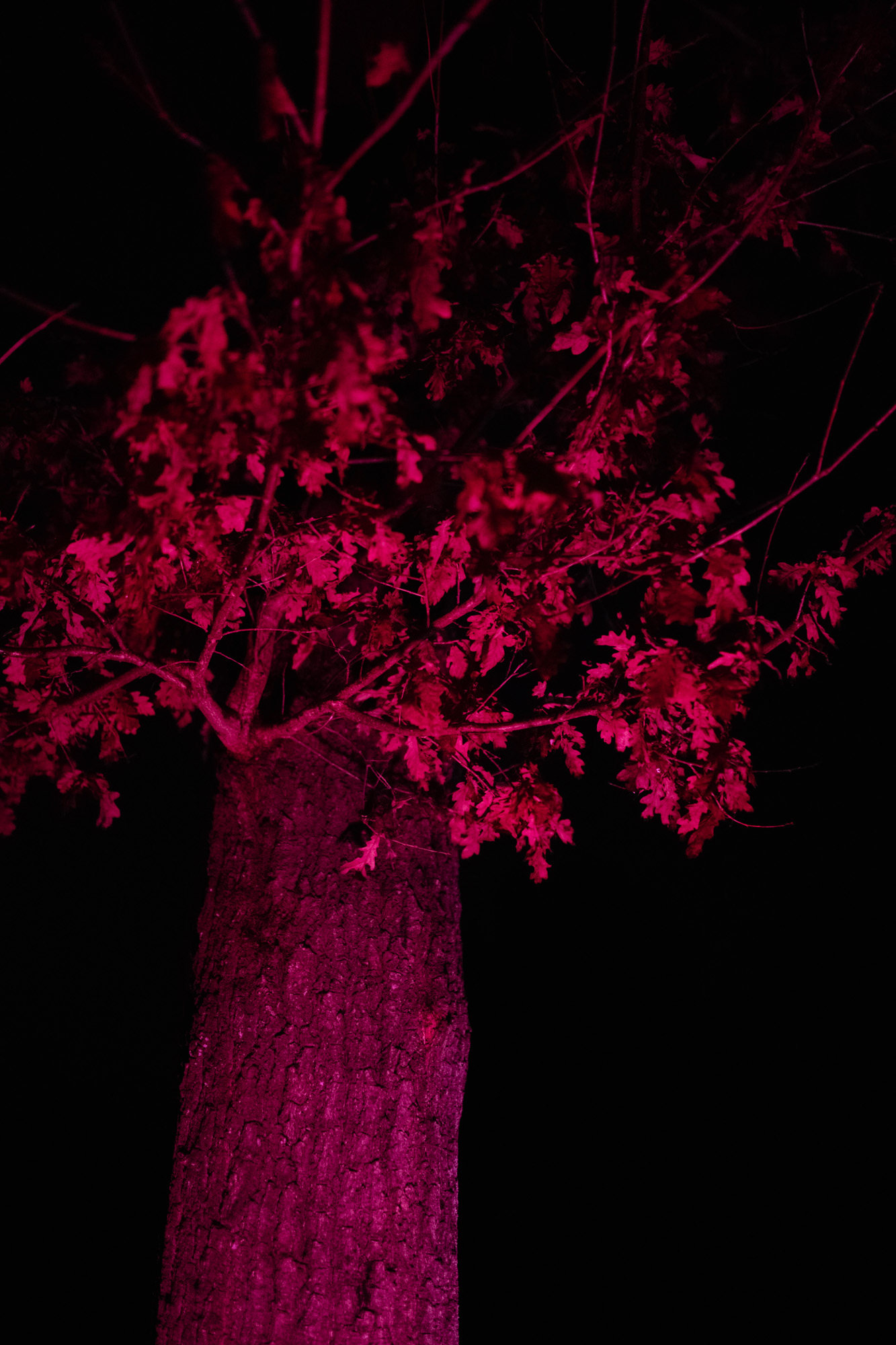 Série photo VTT bikepacking de nuit en technicolor