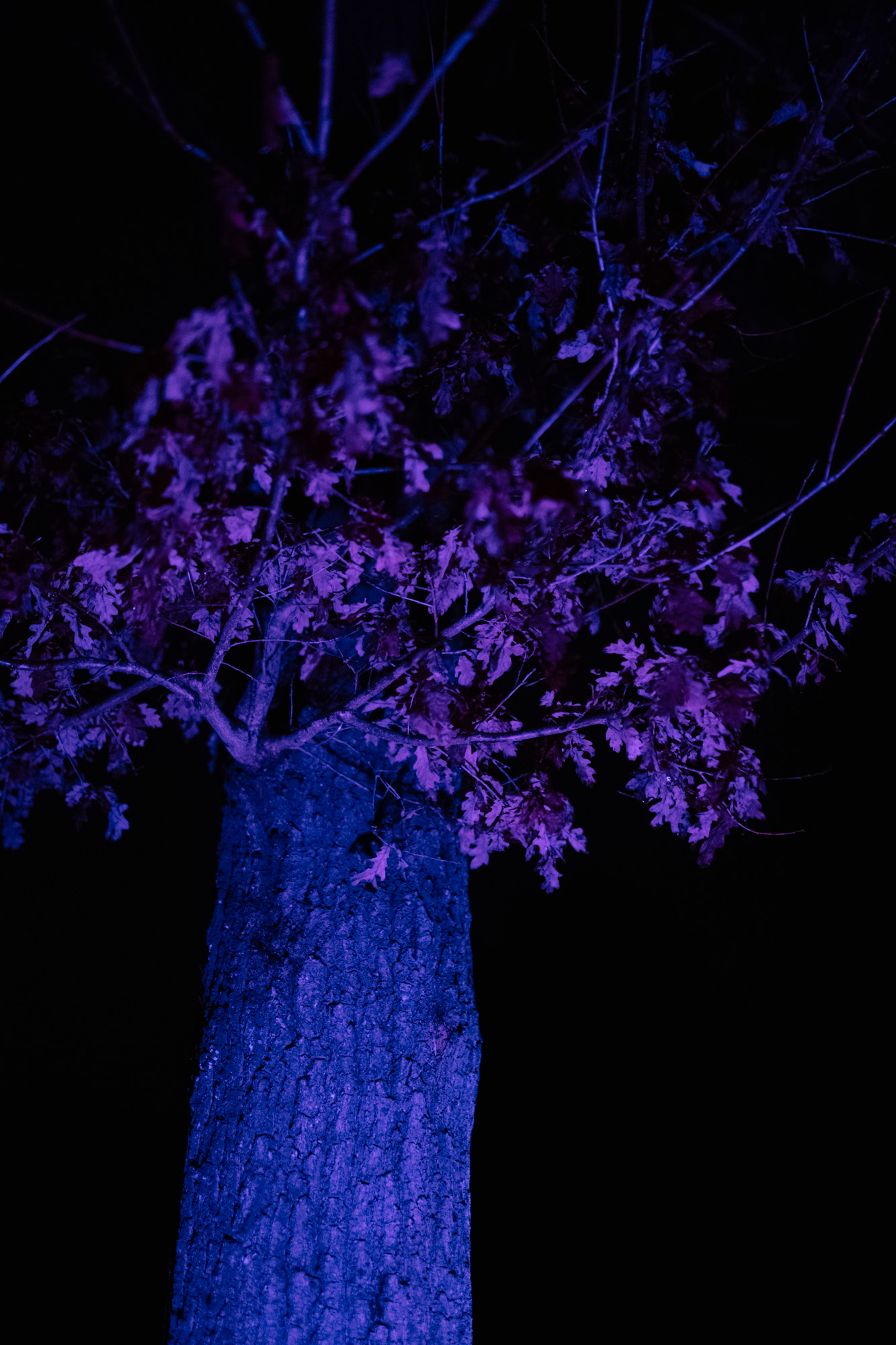 Série photo VTT bikepacking de nuit en technicolor