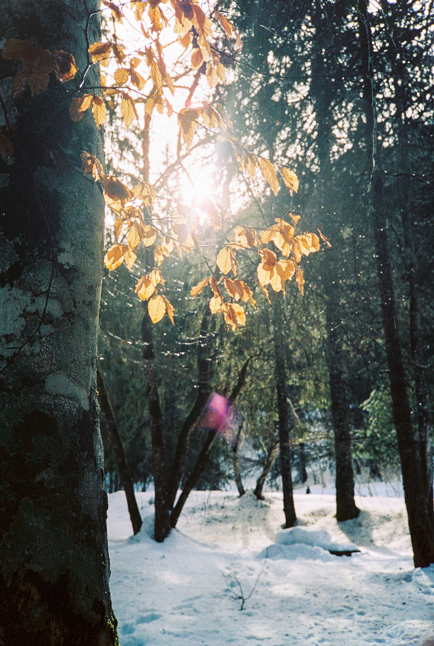 The Roll - série photo argentique - Jeremy Janin